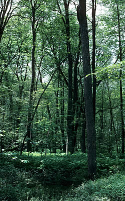 Lower Kickapoo-Millville Forest, photo by WDNR