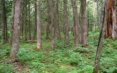 Moose Lake Old-growth Forest-Muskeg, photo by Ryan Brady
