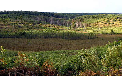 Namekagon Barrens, photo by Andy Paulios
