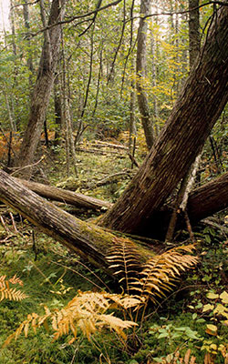 Upper Chippewa Forest, photo by Thomas Meyer