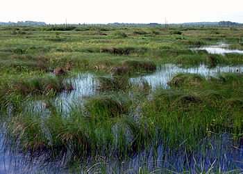 Manitowish Peatlands, photo by Ryan Brady