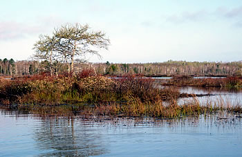 South Shore Wetlands, photo by Eric Epstein