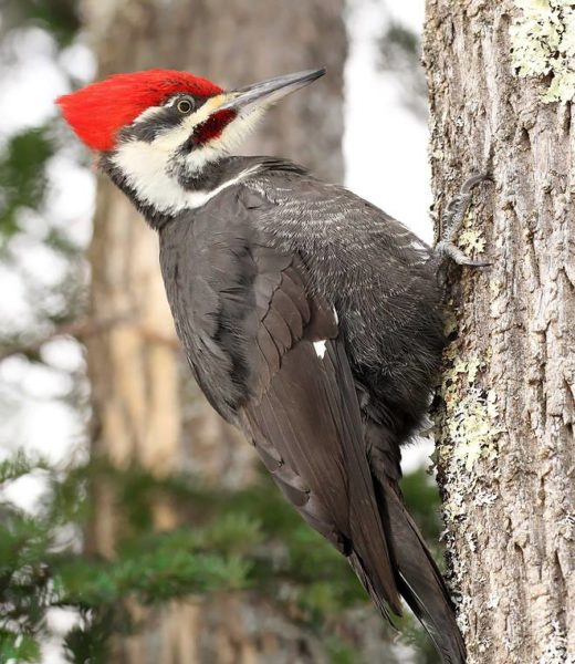 Pileated Woodpecker, photo by Ryan Brady
