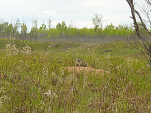 Spread Eagle Barrens, photo by Eric Epstein