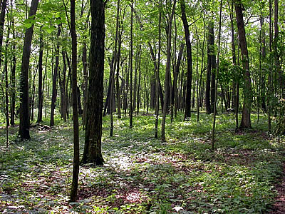 South Kettle Moraine State Forest, photo by Christine Isenring