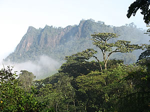 Buenaventura Reserve, Ecuador by Craig Thompson