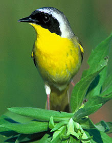 Common Yellowthroat by Dave Menke, USFWS