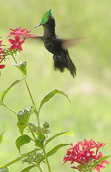 Antillean Crested Hummingbird by Susan Ermer