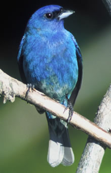 Indigo Bunting by Dave Menke, USFWS