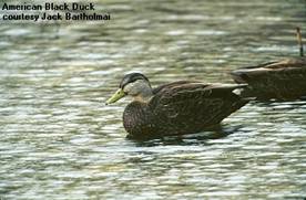 American Black Duck by Jack Bartholmai
