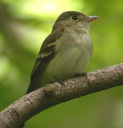Acadian Flycatcher by Mike McDowell