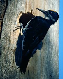 Black-backed Woodpecker by Thomas Schultz