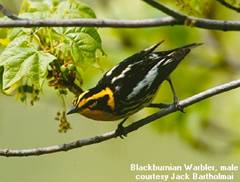 Blackburnian Warbler by Jack Bartholmai