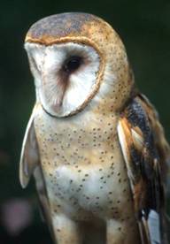 Barn Owl by Ohio Dept. of Natural Resources