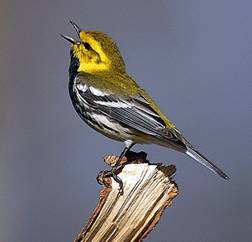 Black-throated Green Warbler by Dennis Malueg