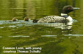 Common Loon by Thomas Schultz