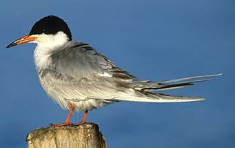 Forster's Tern by Eric Preston