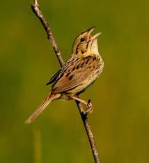 Henslow's Sparrow by Dennis Malueg