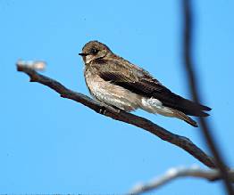 Northern Rough-winged Swallow by Jack Bartholmai