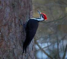 Pileated Woodpecker by Dennis Malueg
