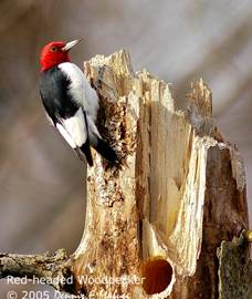 Red-headed Woodpecker by Dennis Malueg