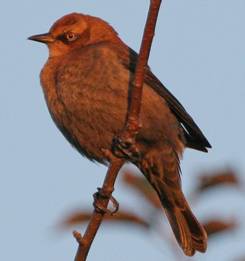 Rusty Blackbird by Scott Franke