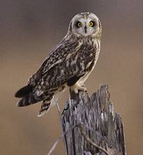 Short-eared Owl by Dennis Malueg