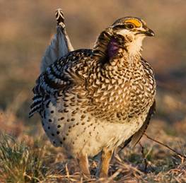 Sharp-tailed Grouse by Roy Scarth