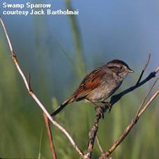 Swamp Sparrow by Jack Bartholmai