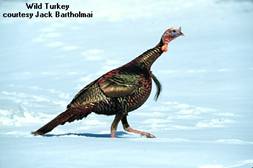 Wild Turkey by Jack Bartholmai