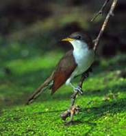 Yellow-billed Cuckoo by James Gallagher