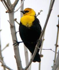 Yellow-headed Blackbird by Ryan Brady