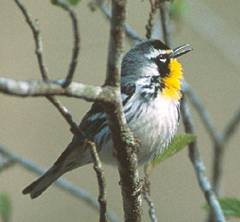 Yellow-throated Warbler by Dennis Malueg