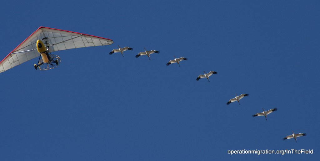 Operation Migration Resigns from Whooping Crane Partnership & Dissolves