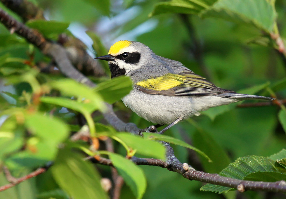 Northern Forest Birds Working Group Wisconsin Bird Conservation