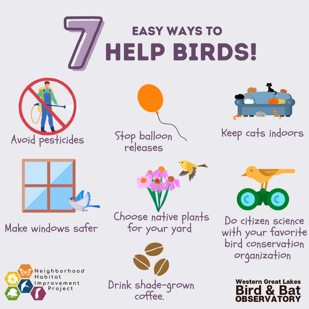 How Can We Help Protect Birds? Easy Ways to Make a Difference